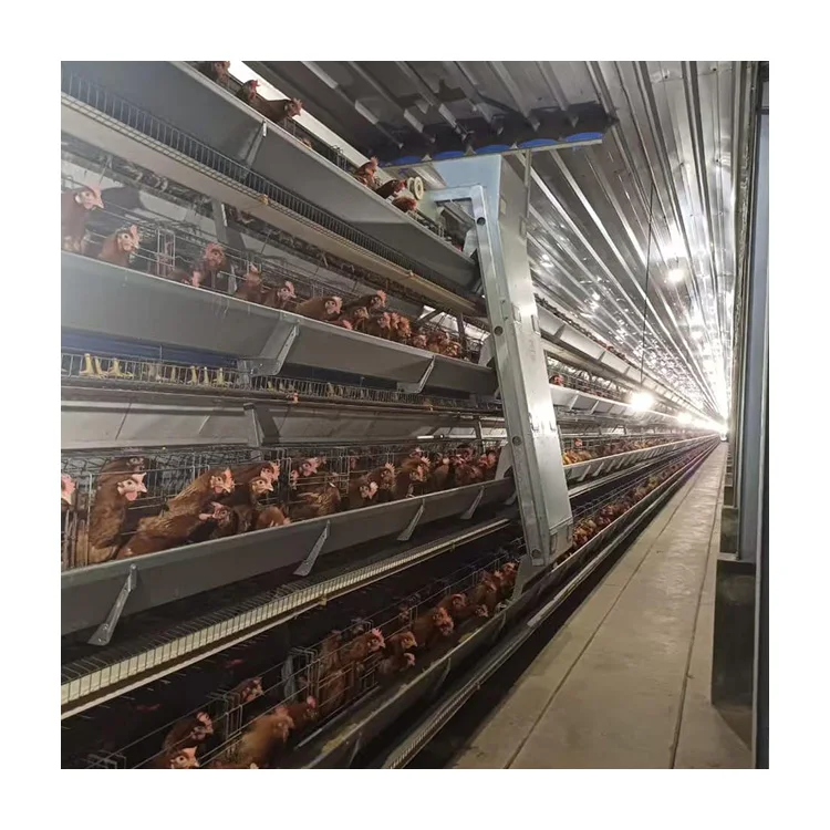 Factory Supply of High Quality Fully Automatic 3 Layer Cage Battery Cage Suitable for Chicken Farms
Factory Supply of High Quality Fully Automatic 3 Layer Cage Battery Cage Suitable for Chicken Farms