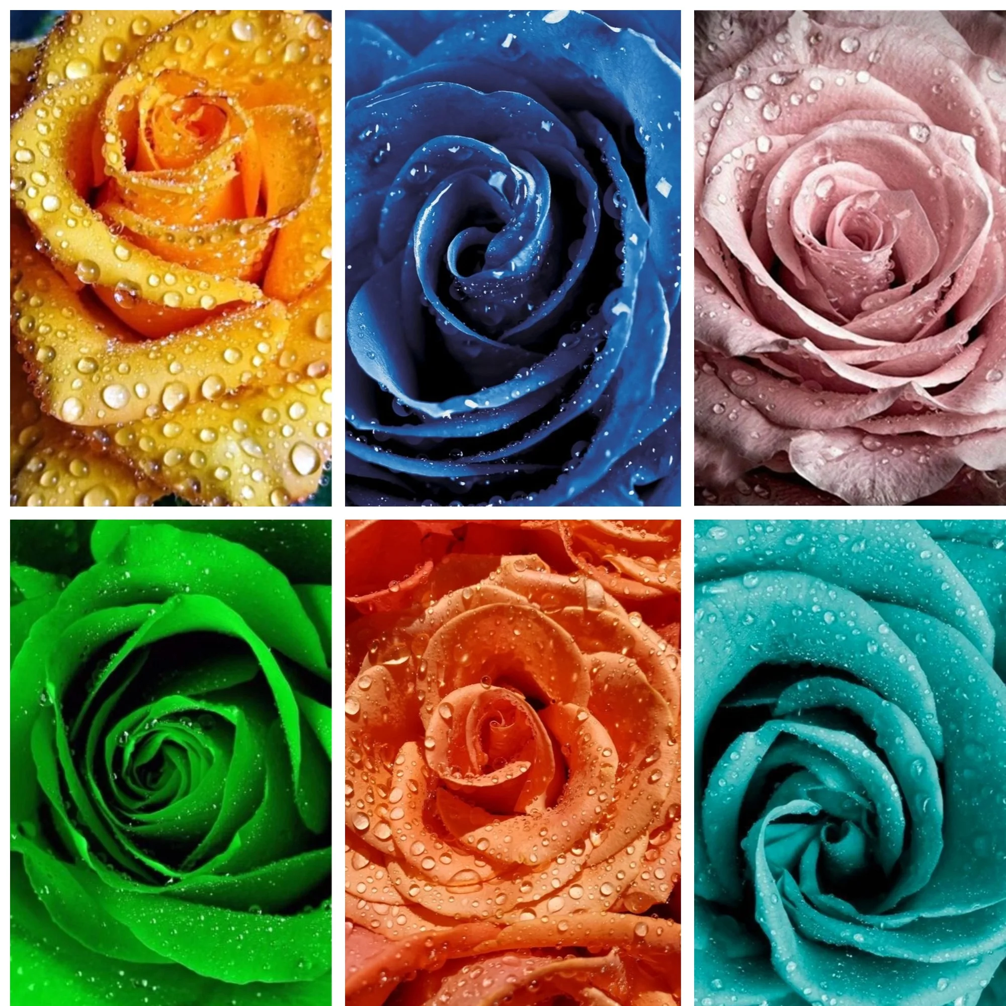 Rose Raindrops Diamond Painting Kits for Adults Beginners , Summer Blossom Nature Art , Refreshing Nature Lush Greenery Wall Art 
Rose Raindrops Diamond Painting Kits for Adults Beginners , Summer Blossom Nature Art , Refreshing Nature Lush Greenery Wall Art