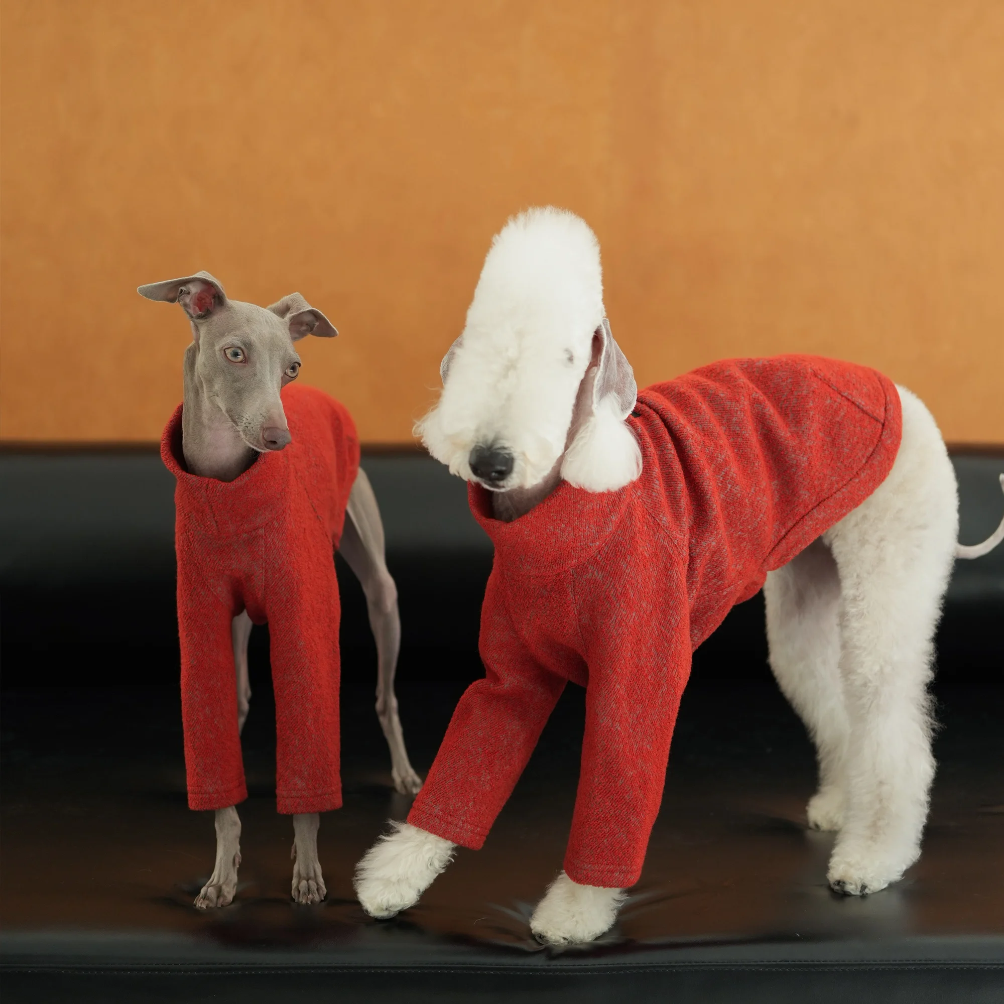 New Year's Warm Wool Tencel Sweatshirt for Bedlington Soft Breathable Red Coat Christmas Jacket for Italian Greyhound in Winter
New Year's Warm Wool Tencel Sweatshirt for Bedlington Soft Breathable Red Coat Christmas Jacket for Italian Greyhound in Winter