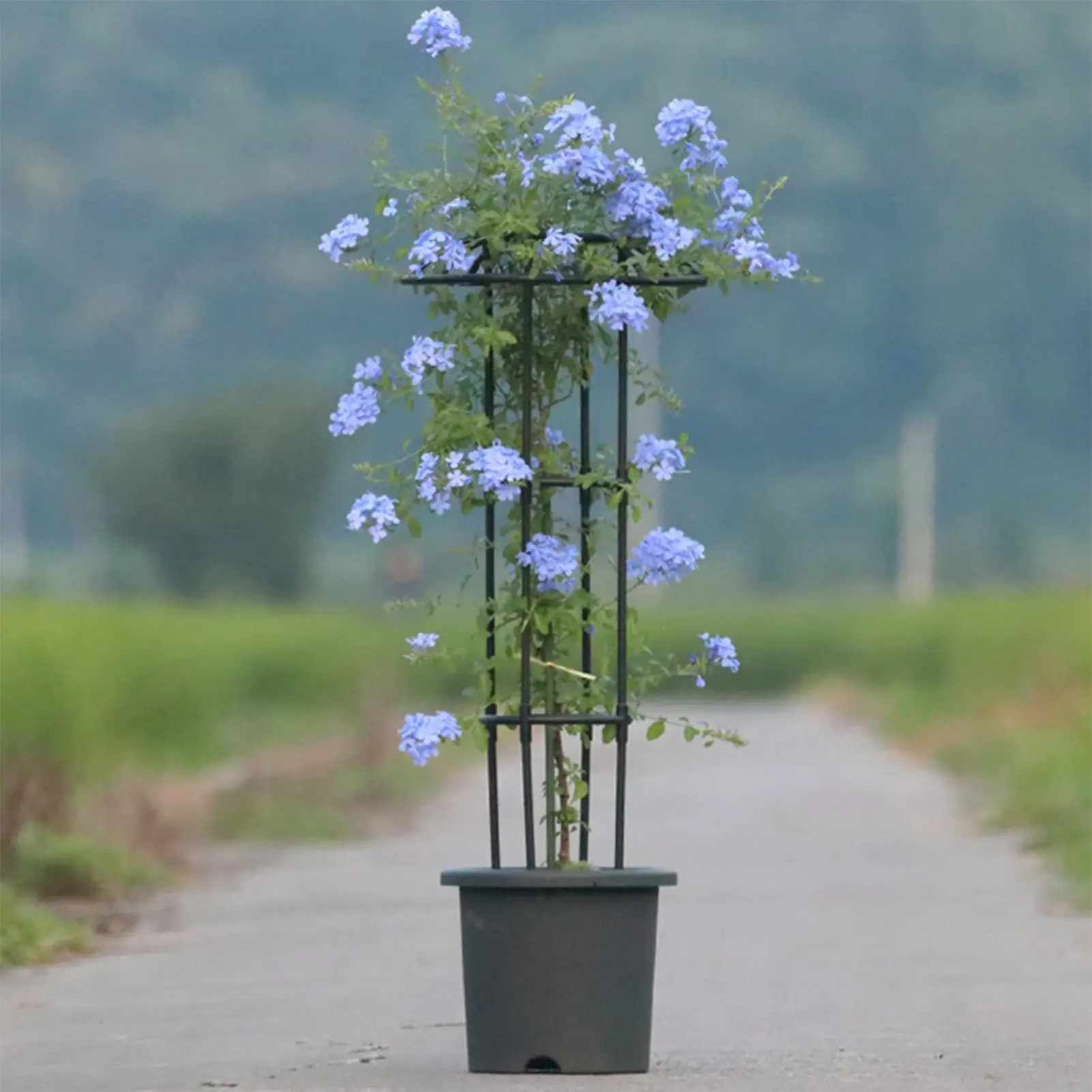 Садовая опора-шпалера для вьющихся растений: устойчивая, декоративная, в форме зонта, для винограда, роз, клематисов
Садовая опора-шпалера для вьющихся растений: устойчивая, декоративная, в форме зонта, для винограда, роз, клематисов