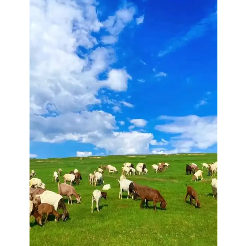 20pcs Black Strip Poly Film Bubble Mailer Self Seal Padded Envelope Postal Bag For Long Item Packaging Bubble Envelopes
20pcs Black Strip Poly Film Bubble Mailer Self Seal Padded Envelope Postal Bag For Long Item Packaging Bubble Envelopes