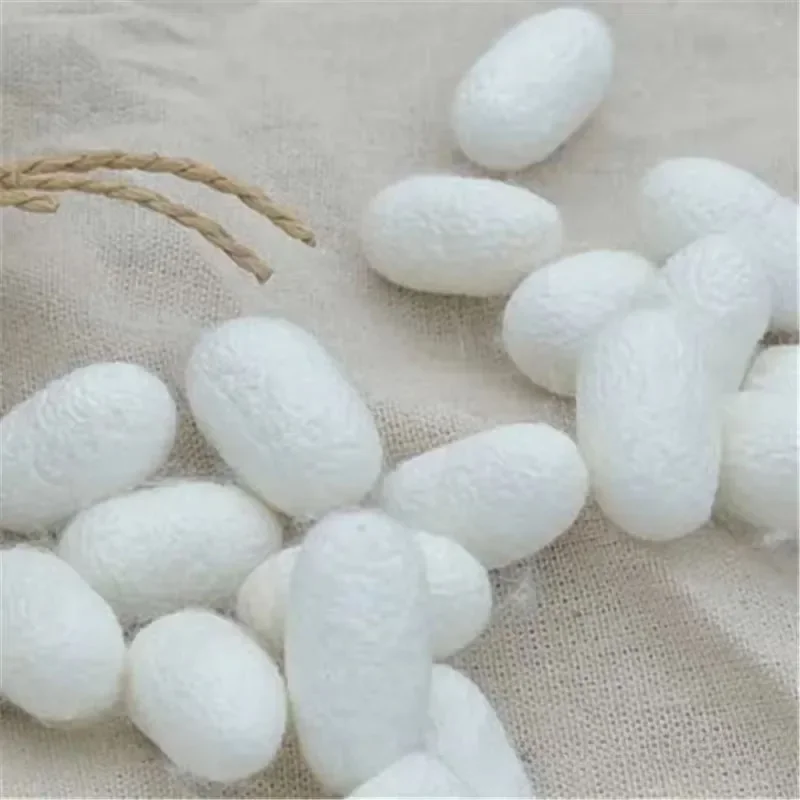 Premium Quality Natural Mulberry Silkworm Cocoons, Factory Supply, Dry Cocoons for Silk Reeling & Filling
Premium Quality Natural Mulberry Silkworm Cocoons, Factory Supply, Dry Cocoons for Silk Reeling & Filling