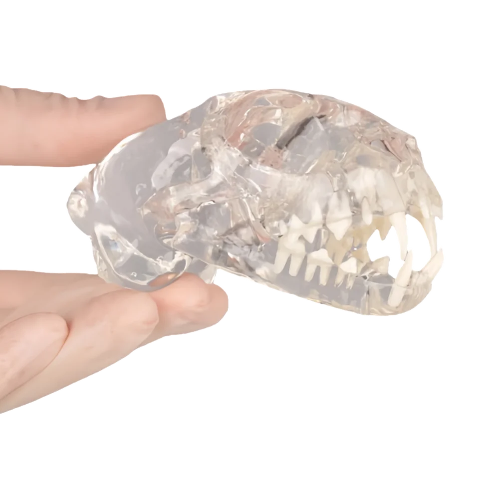 Transparent Cat Teeth Head Skull Oral Cavity Model for Pet Dental Teaching and Demonstration
Transparent Cat Teeth Head Skull Oral Cavity Model for Pet Dental Teaching and Demonstration