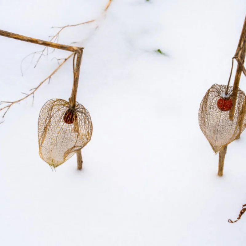 Металлический корпус передней и задней коробки передач для Arrma 1/10 3S BIGROCK GRANITE SENTON 1/8 TYPHON, запчасти для тюнинга и аксессуары
Металлический корпус передней и задней коробки передач для Arrma 1/10 3S BIGROCK GRANITE SENTON 1/8 TYPHON, запчасти для тюнинга и аксессуары