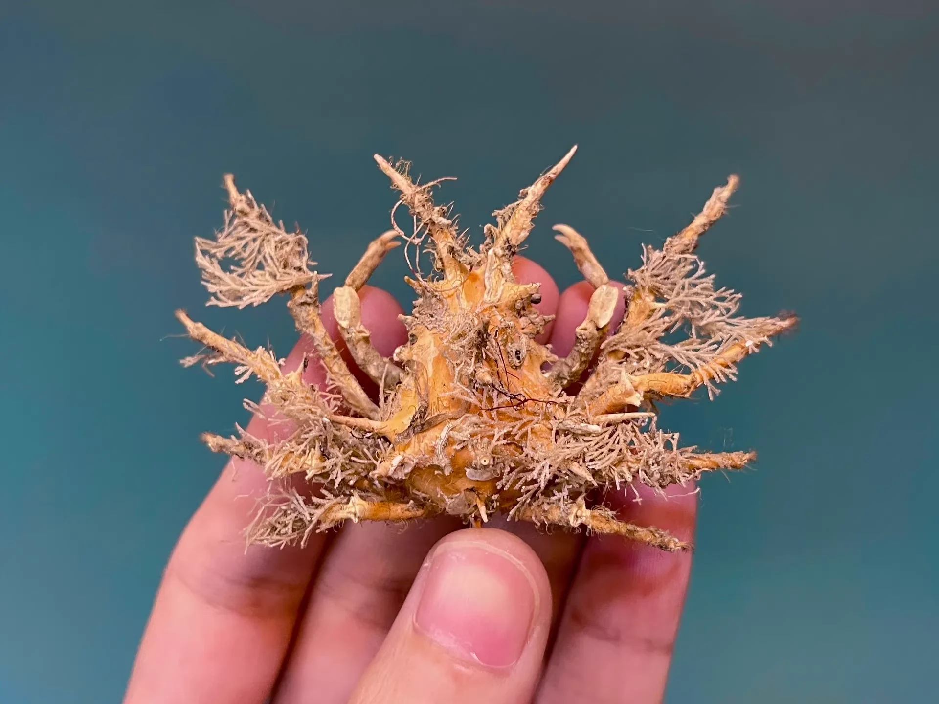 Prismatopus Aculeatus настоящий образец краба специальные изделия ручной работы коллекционные украшения для домашнего декора украшение стола по индивидуальному заказу
Prismatopus Aculeatus настоящий образец краба специальные изделия ручной работы коллекционные украшения для домашнего декора украшение стола по индивидуальному заказу