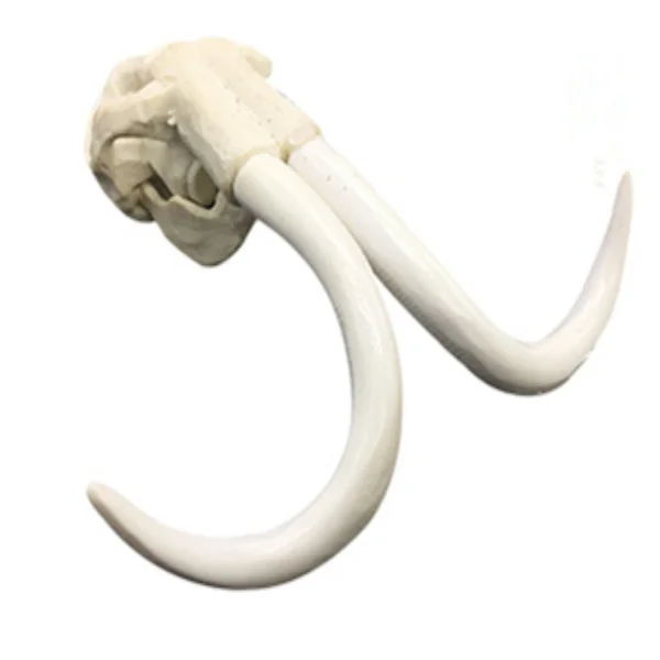 Mammoth ivory resin ornament desktop decoration size: 9.5 * 9 * 3.5cm 
Mammoth ivory resin ornament desktop decoration size: 9.5 * 9 * 3.5cm