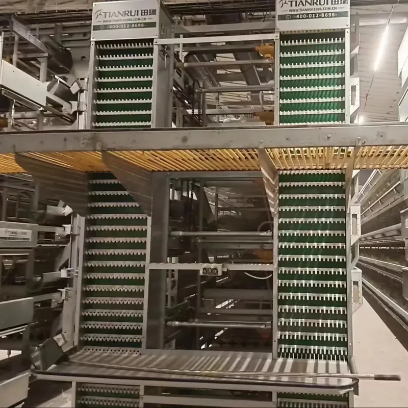 New H Type Breeding Automatic System Battery Egg Layer Cage for Thailand Poultry Farm
New H Type Breeding Automatic System Battery Egg Layer Cage for Thailand Poultry Farm