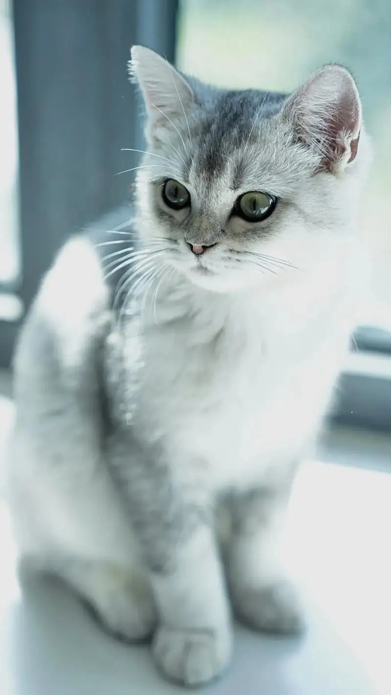 5Pcs ABS Material Universal Car Front Bumper Separator Bumper Lip Body Kit Duck Lip Separator For Nissan Sylphy Car Accessories
5Pcs ABS Material Universal Car Front Bumper Separator Bumper Lip Body Kit Duck Lip Separator For Nissan Sylphy Car Accessories