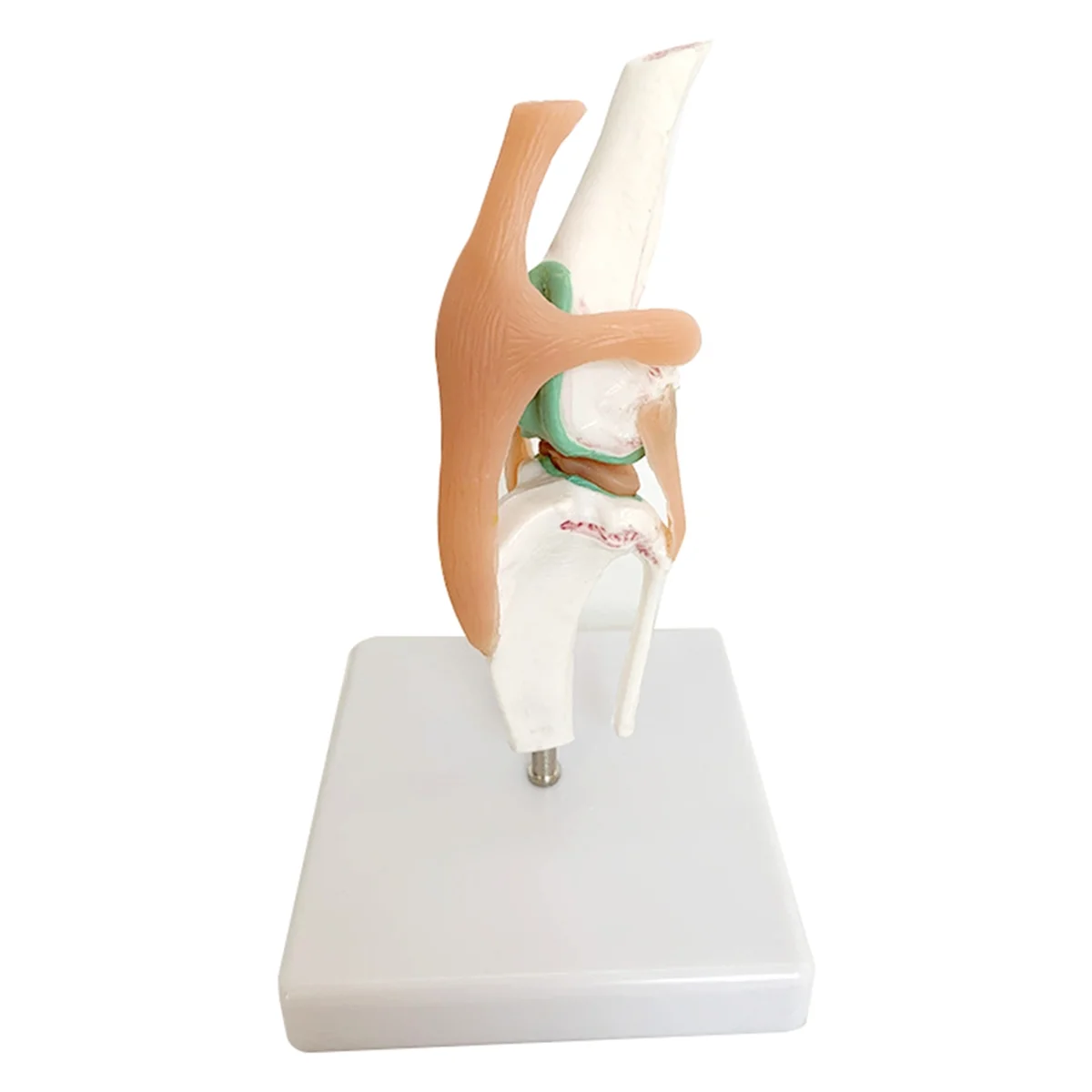 CYL-Dog Skeleton Model, Dog Knee Joint, Dog Joint, Dog Ligament Function Model, Dog Skeleton, Dog Skeleton Pet Model
CYL-Dog Skeleton Model, Dog Knee Joint, Dog Joint, Dog Ligament Function Model, Dog Skeleton, Dog Skeleton Pet Model