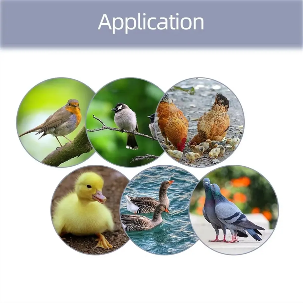 New Egg Hatching DIY Incubator Mini Incubateur Controller Set DIY Egg Incubator with Temperature Control Chicken US Plug
New Egg Hatching DIY Incubator Mini Incubateur Controller Set DIY Egg Incubator with Temperature Control Chicken US Plug