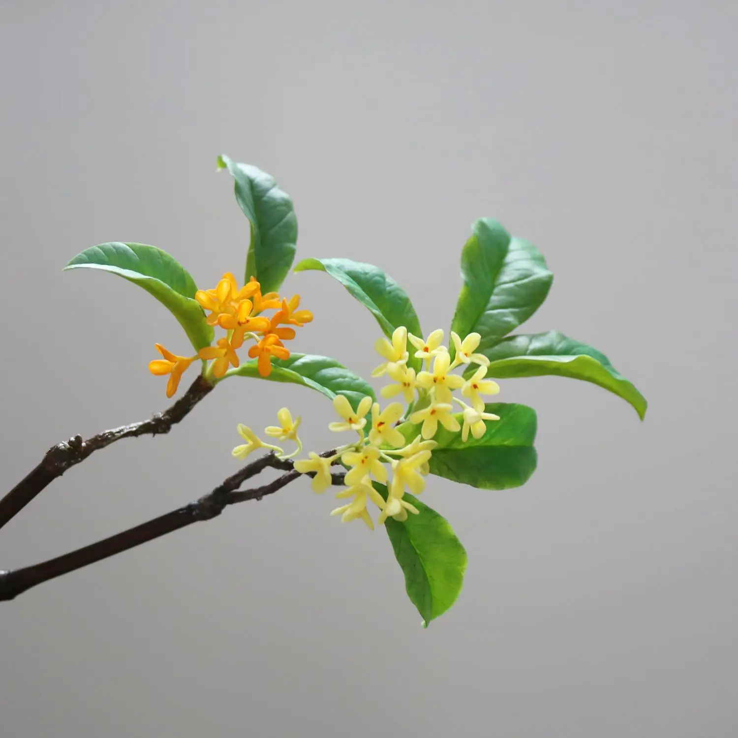 Le'e Original, Osmanthus Falling, Cold Porcelain Clay Silver Cinnamon Dangui Hairpin Brooch Hanfu New Chinese Cheongsam Hat Flow
Le'e Original, Osmanthus Falling, Cold Porcelain Clay Silver Cinnamon Dangui Hairpin Brooch Hanfu New Chinese Cheongsam Hat Flow