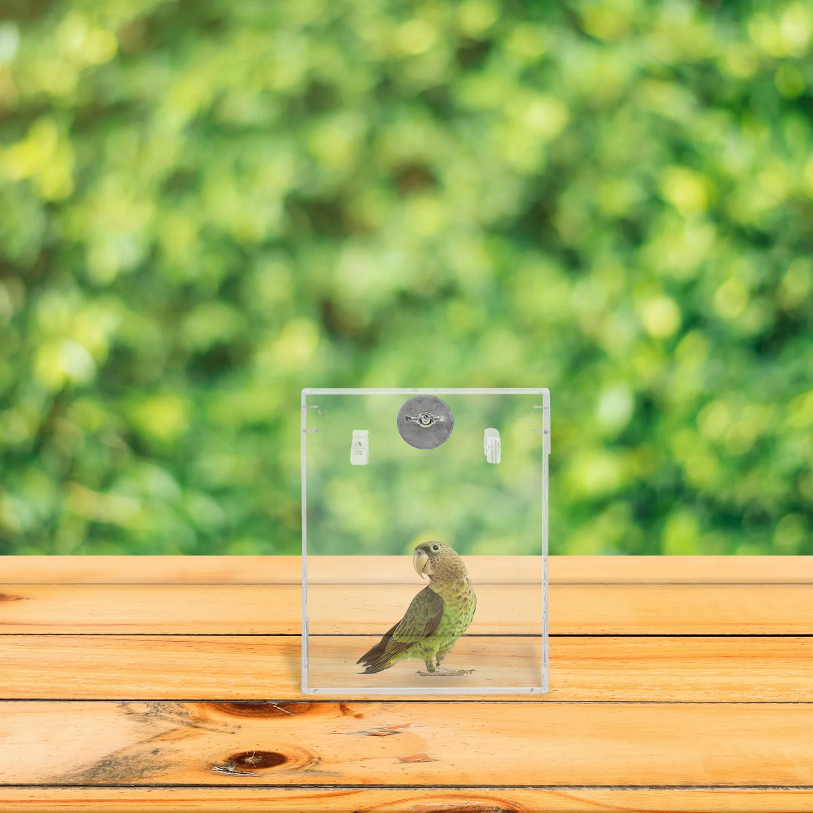 1Pcs Transparent Bird Bath Tub Simple Design Stress Relief Bathing Box for Parrot Conure Lovebird Canary Pet Activity Enhancer
1Pcs Transparent Bird Bath Tub Simple Design Stress Relief Bathing Box for Parrot Conure Lovebird Canary Pet Activity Enhancer