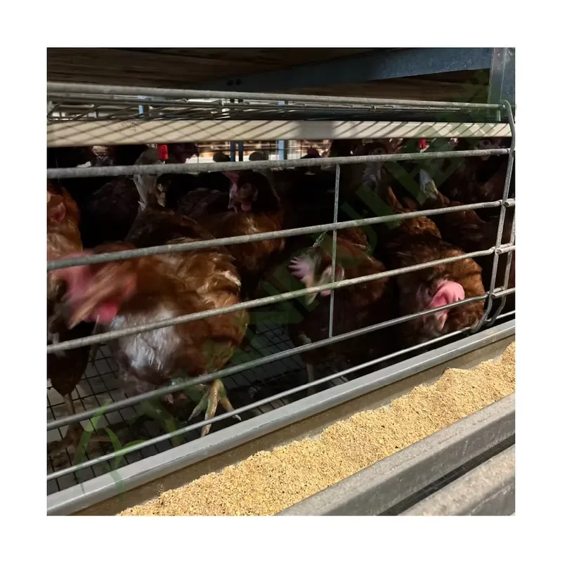 Automatic Galvanized Steel H-Type Battery Chicken Layer Cage for Tianrui Poultry Farm Shed for 5000 Birds
Automatic Galvanized Steel H-Type Battery Chicken Layer Cage for Tianrui Poultry Farm Shed for 5000 Birds