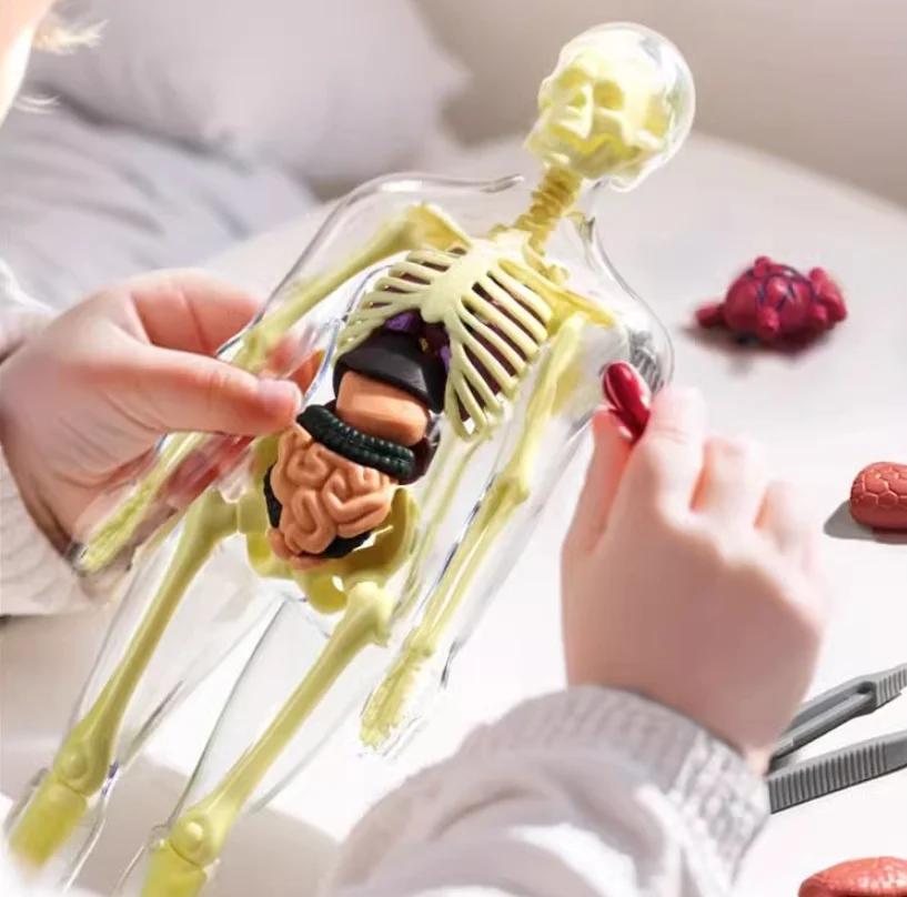 3D-модель торса человека для изучения анатомии: съемный скелет и органы, разборные кости, образовательные модели для детей
3D-модель торса человека для изучения анатомии: съемный скелет и органы, разборные кости, образовательные модели для детей