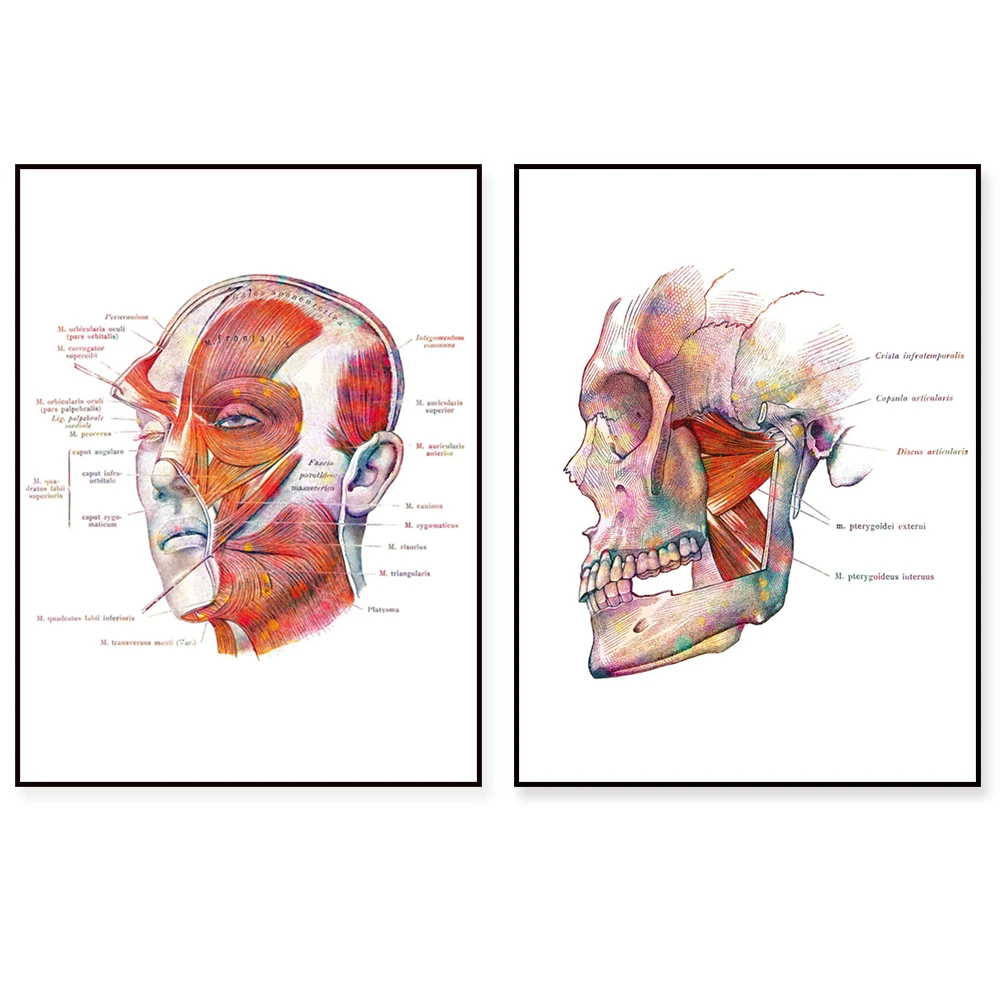 Facial Muscle Anatomy Poster, Botox Art Beautician Gift, Massage Therapist Gift, Surgical Anatomy Printing Medical School Decora
Facial Muscle Anatomy Poster, Botox Art Beautician Gift, Massage Therapist Gift, Surgical Anatomy Printing Medical School Decora