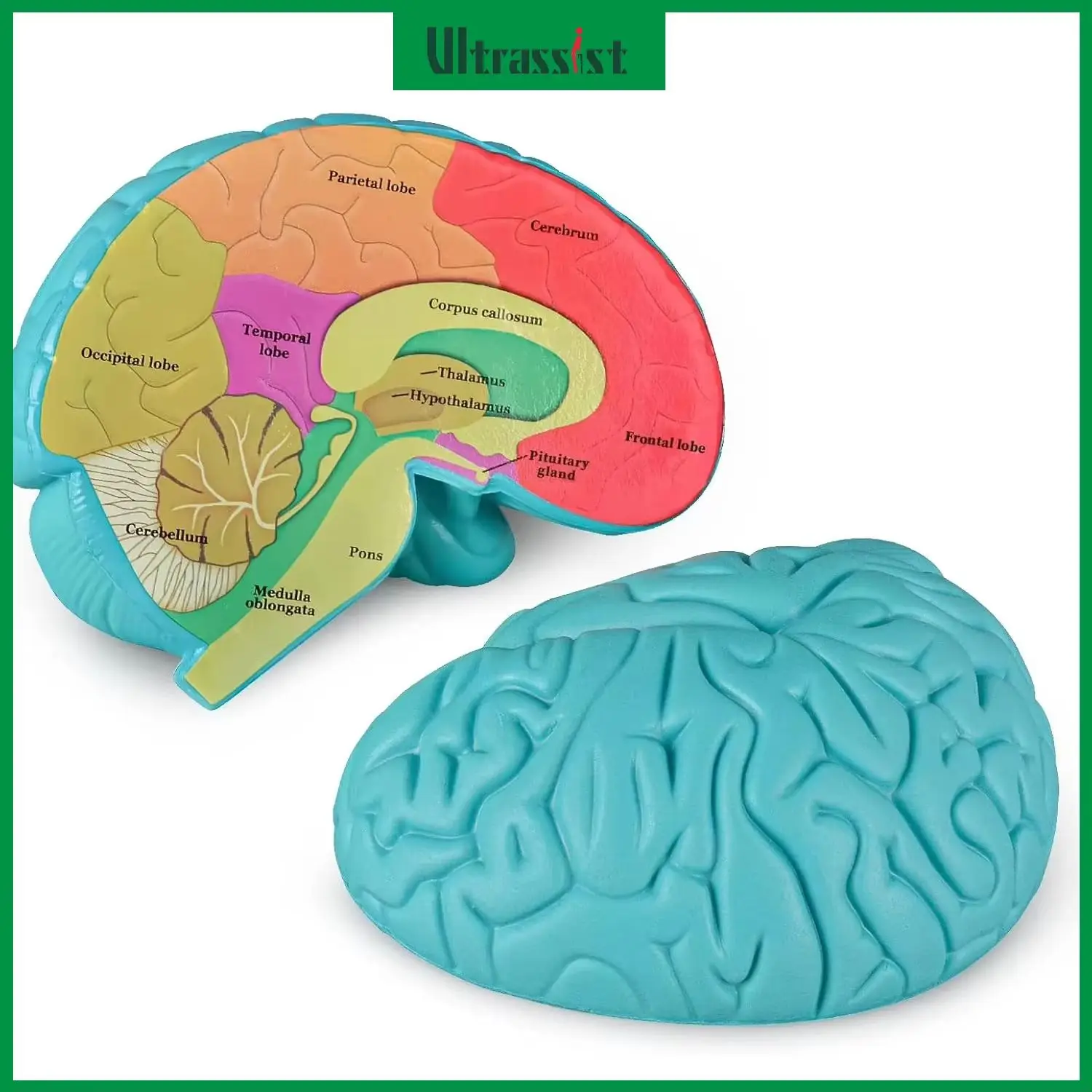 Ulrassist Human Brain Anatomy Model Cross-Section Child Brain Model 2 Pcs Foam Brain for Science Education and Anatomy Learning
Ulrassist Human Brain Anatomy Model Cross-Section Child Brain Model 2 Pcs Foam Brain for Science Education and Anatomy Learning
