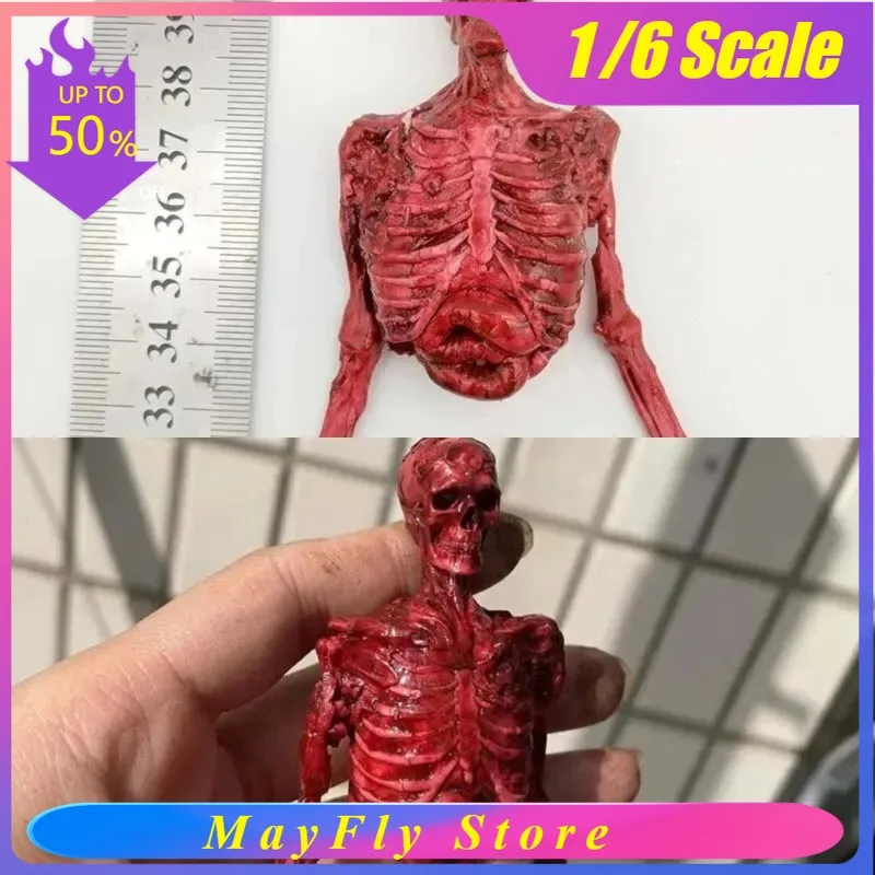 HandPainted 1/6 Scale Human Skeleton Half-body Flesh Blood Skeleton Model for 12 inch Action Figure dolls accessories
HandPainted 1/6 Scale Human Skeleton Half-body Flesh Blood Skeleton Model for 12 inch Action Figure dolls accessories