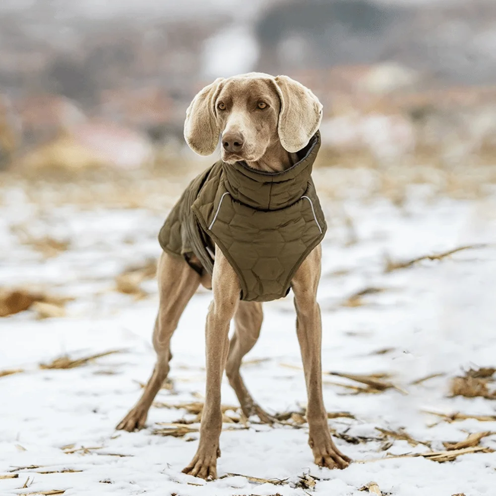 Reflective Strip Dog Winter Coat High-neck Design Warm Dog Vest Jacket Thickened Fleece Lining Winter Dog Clothes
Reflective Strip Dog Winter Coat High-neck Design Warm Dog Vest Jacket Thickened Fleece Lining Winter Dog Clothes