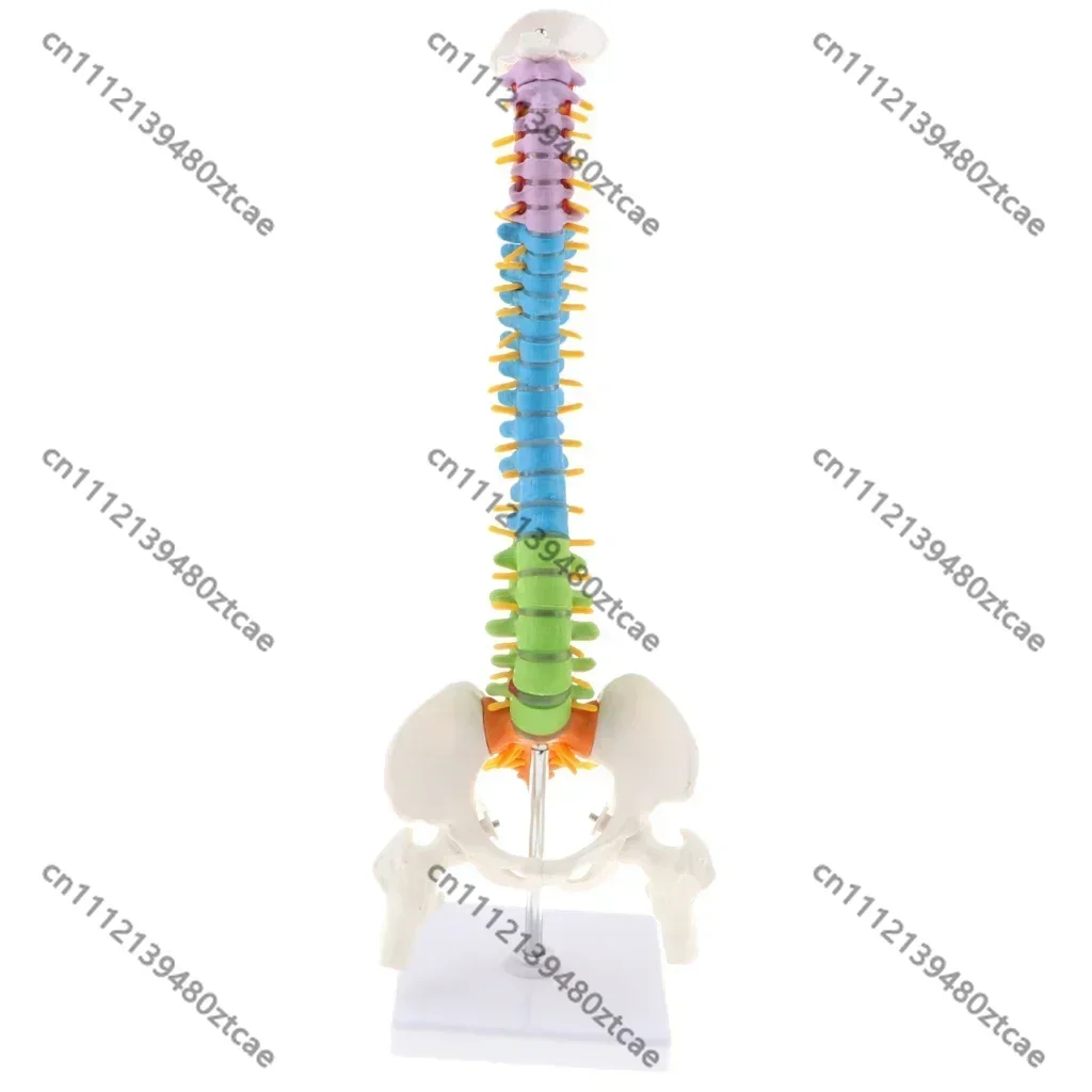 45cm Flexible Spine Anatomical Model PVC Human Vertebra Pelvis Femur Nerve Artery Medical Teaching Model
45cm Flexible Spine Anatomical Model PVC Human Vertebra Pelvis Femur Nerve Artery Medical Teaching Model