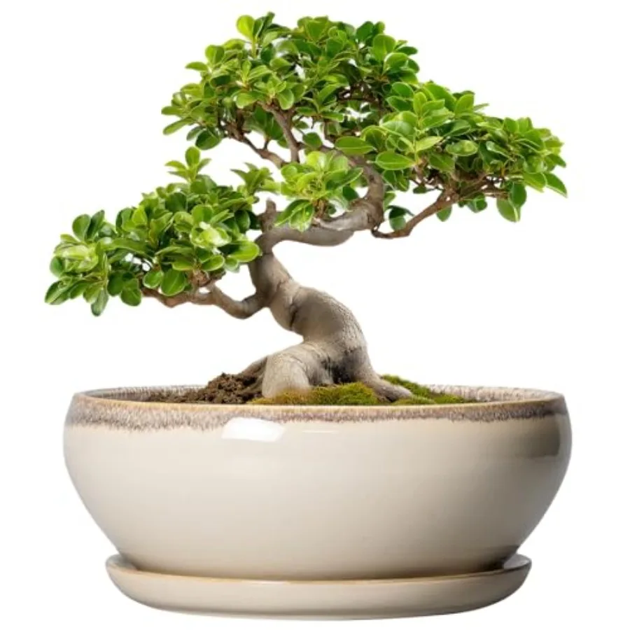 Bonsai Tree Pots - Ceramic Succulent Pots Round Shallow Planter with Drainage Hole and Tray Bowl Planter for door Outdoor Plant
Bonsai Tree Pots - Ceramic Succulent Pots Round Shallow Planter with Drainage Hole and Tray Bowl Planter for door Outdoor Plant