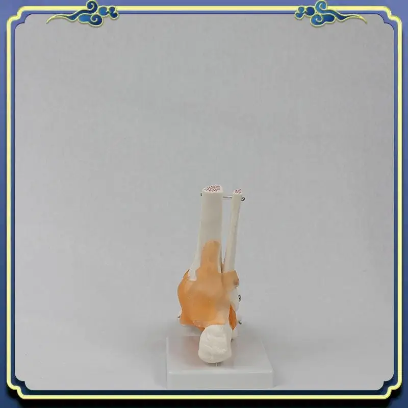 Портативная модель стопы со связками, анатомическая модель человека, в натуральную величину, учебное оборудование, ПВХ, 1 шт.
Портативная модель стопы со связками, анатомическая модель человека, в натуральную величину, учебное оборудование, ПВХ, 1 шт.