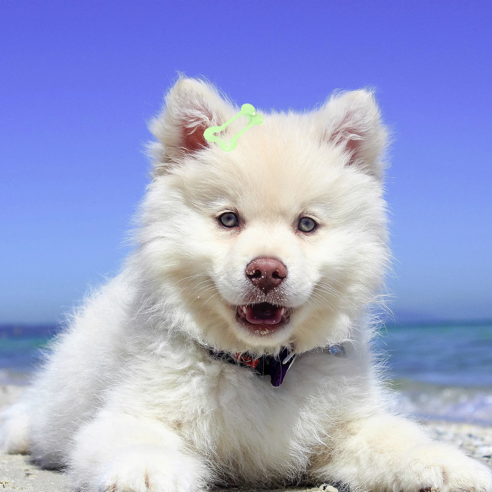 20Pcs Pet Hair Clip Set Unique Design Suitable for Dogs and Cats Trendy Headwear for Special Events Fashion Accessory
20Pcs Pet Hair Clip Set Unique Design Suitable for Dogs and Cats Trendy Headwear for Special Events Fashion Accessory