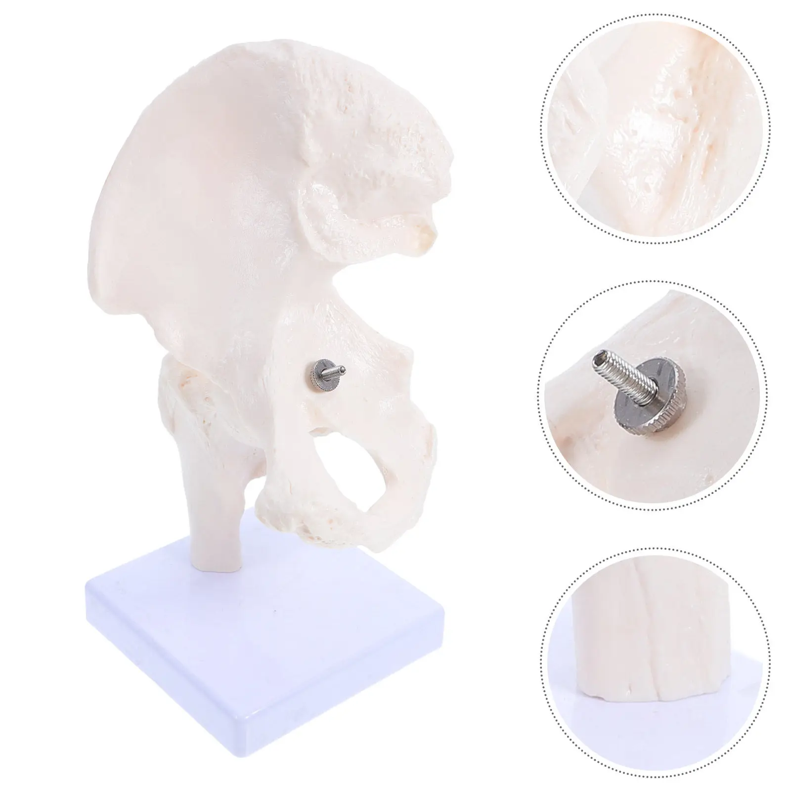 Human Joint Teaching Tool Realistic Detachable Anatomy Study Aid for School Lab Classroom Demonstration Scientific
Human Joint Teaching Tool Realistic Detachable Anatomy Study Aid for School Lab Classroom Demonstration Scientific