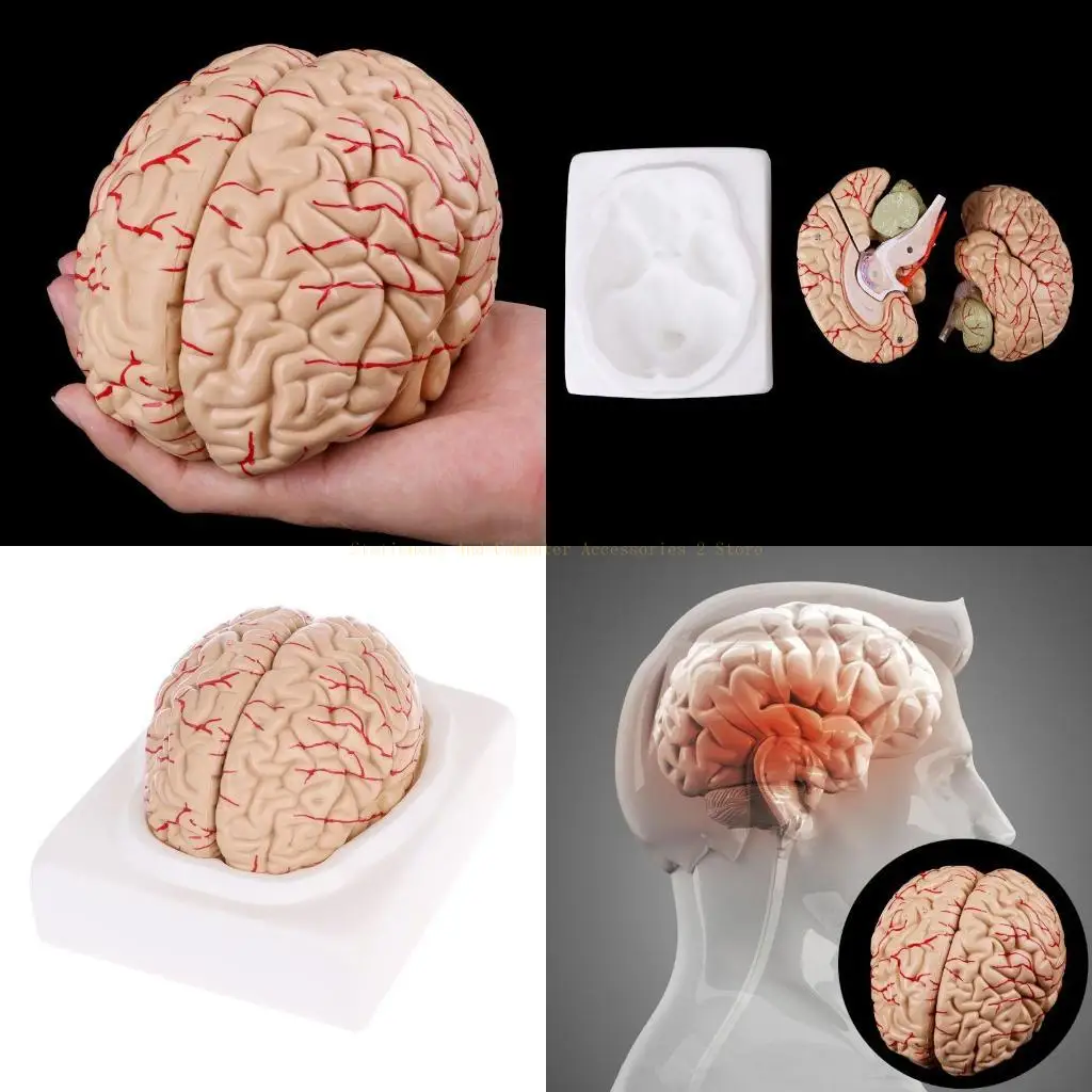 Разобрать анатомическую модель мозга головного мозга
Разобрать анатомическую модель мозга головного мозга