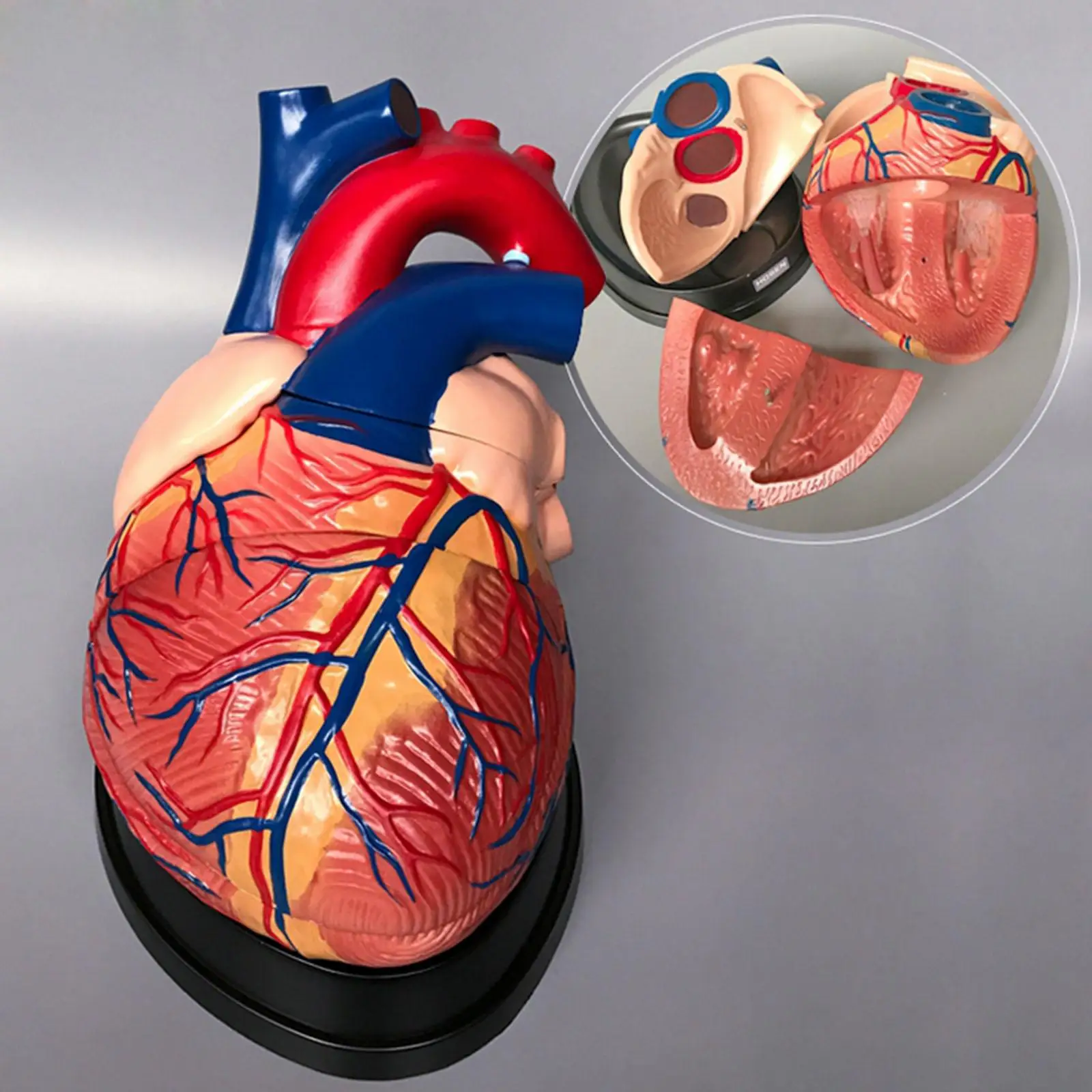 4X Life Size Human Heart Vein Arteriovenous Anatomy Cardiac Medical Model
4X Life Size Human Heart Vein Arteriovenous Anatomy Cardiac Medical Model