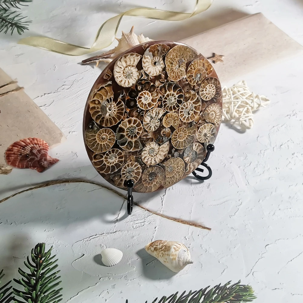 Natural Ammonite Plate Slice Madagascar Mineral Specimen Display Ammonoid Slice Crafts Home Decoration With Free Stand
Natural Ammonite Plate Slice Madagascar Mineral Specimen Display Ammonoid Slice Crafts Home Decoration With Free Stand