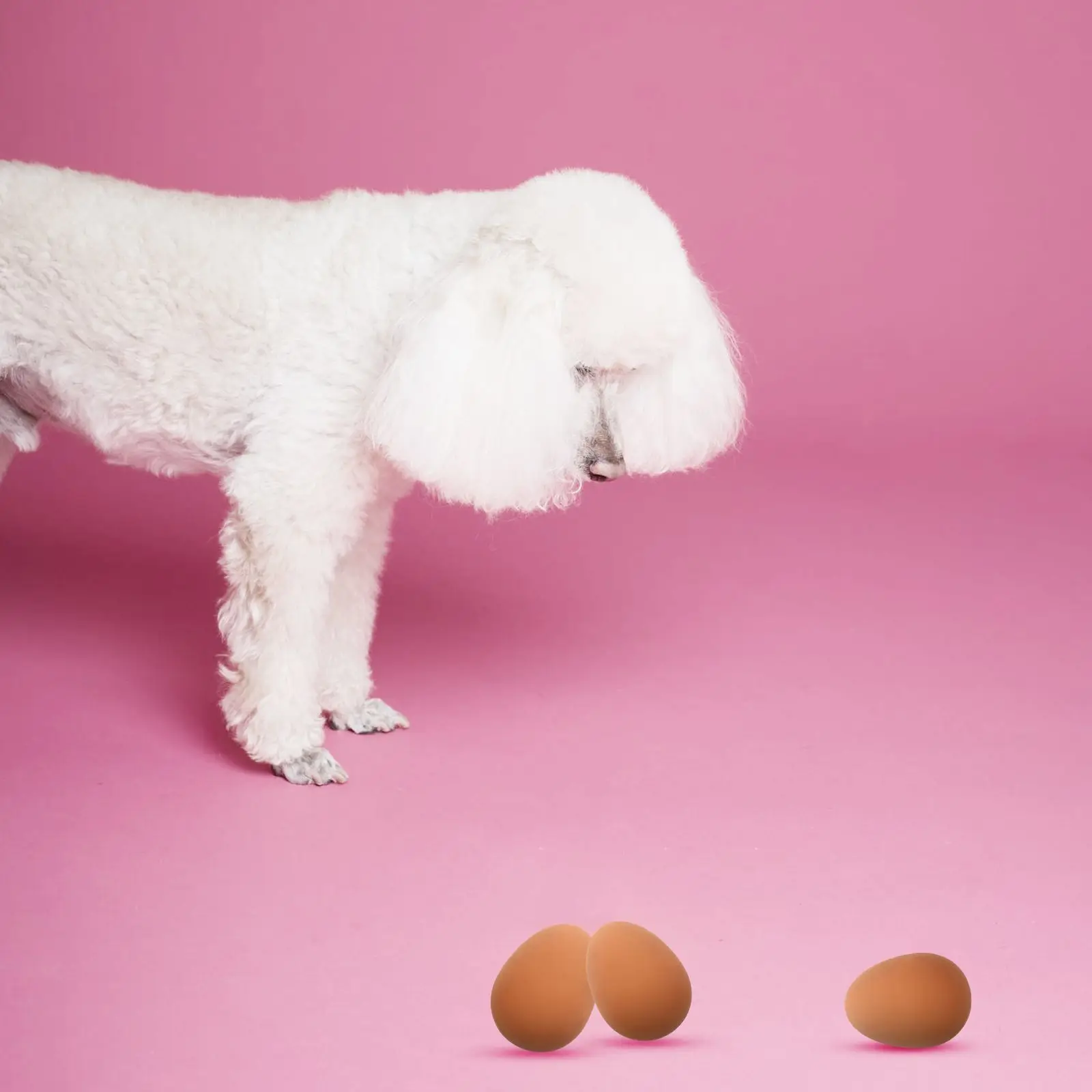 5 Pcs Bounce Ball Simulation Eggs Toy Dog Biting Toys Rubber Pet Interactive Companion Fun Games
5 Pcs Bounce Ball Simulation Eggs Toy Dog Biting Toys Rubber Pet Interactive Companion Fun Games
