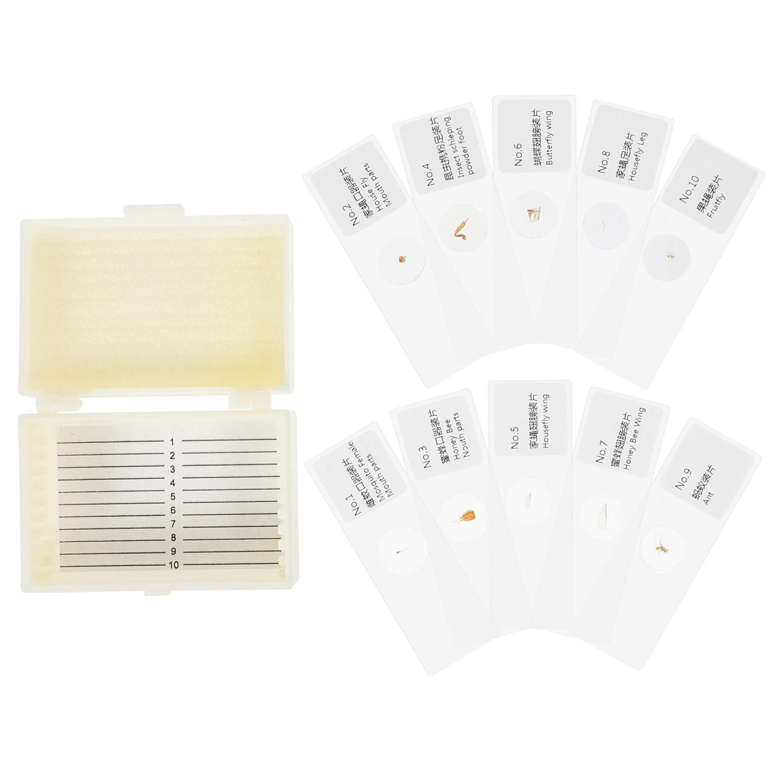 10 Pcs Insect Slides Prepared Microscope Kids Set Specimens Lightweight Portable Storage Easy Use Home Classroom Education Gifts 
10 Pcs Insect Slides Prepared Microscope Kids Set Specimens Lightweight Portable Storage Easy Use Home Classroom Education Gifts