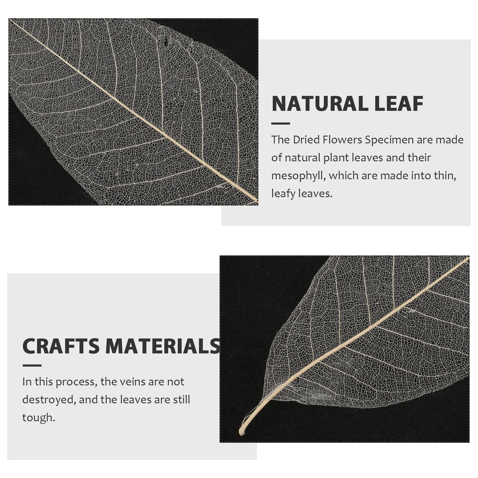 100pcs Leaf Vein Specimens Craft Embellishments Dried Flowers Bookmarks Natural Leaves DIY Materials Tree Leaves
100pcs Leaf Vein Specimens Craft Embellishments Dried Flowers Bookmarks Natural Leaves DIY Materials Tree Leaves
