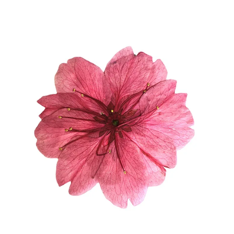 100Pcs Cherry Blossom Dried Flowers Natural Plant Specimens Handmade Materials Pressed Flower Art Flower Lamp Cherry Blossom Pressed Flowers
100Pcs Cherry Blossom Dried Flowers Natural Plant Specimens Handmade Materials Pressed Flower Art Flower Lamp Cherry Blossom Pressed Flowers