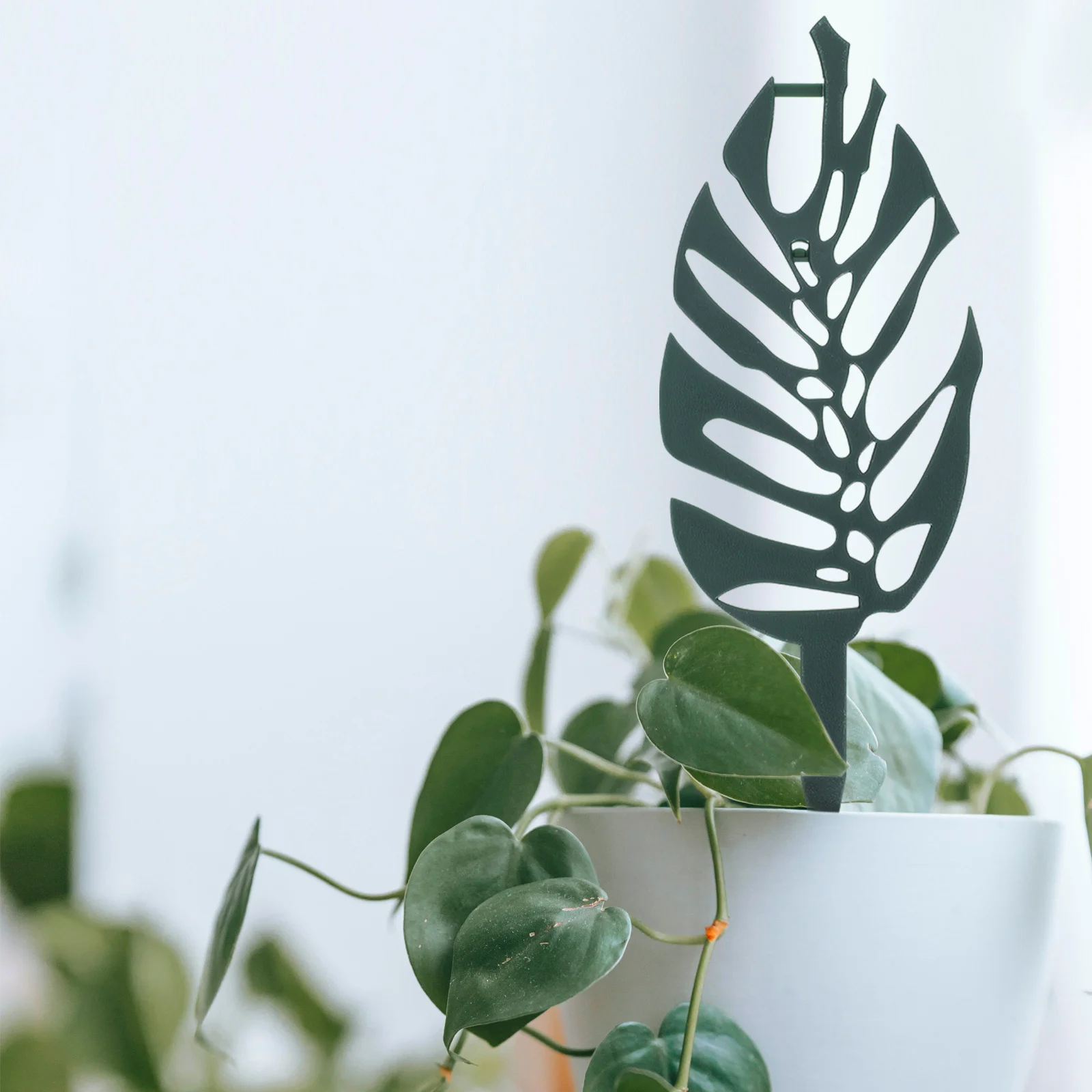 5 Pcs Climbing Vine Stand Garden Trellis for Indoor Potted Plants Frame Flower Rack Support Stem
5 Pcs Climbing Vine Stand Garden Trellis for Indoor Potted Plants Frame Flower Rack Support Stem