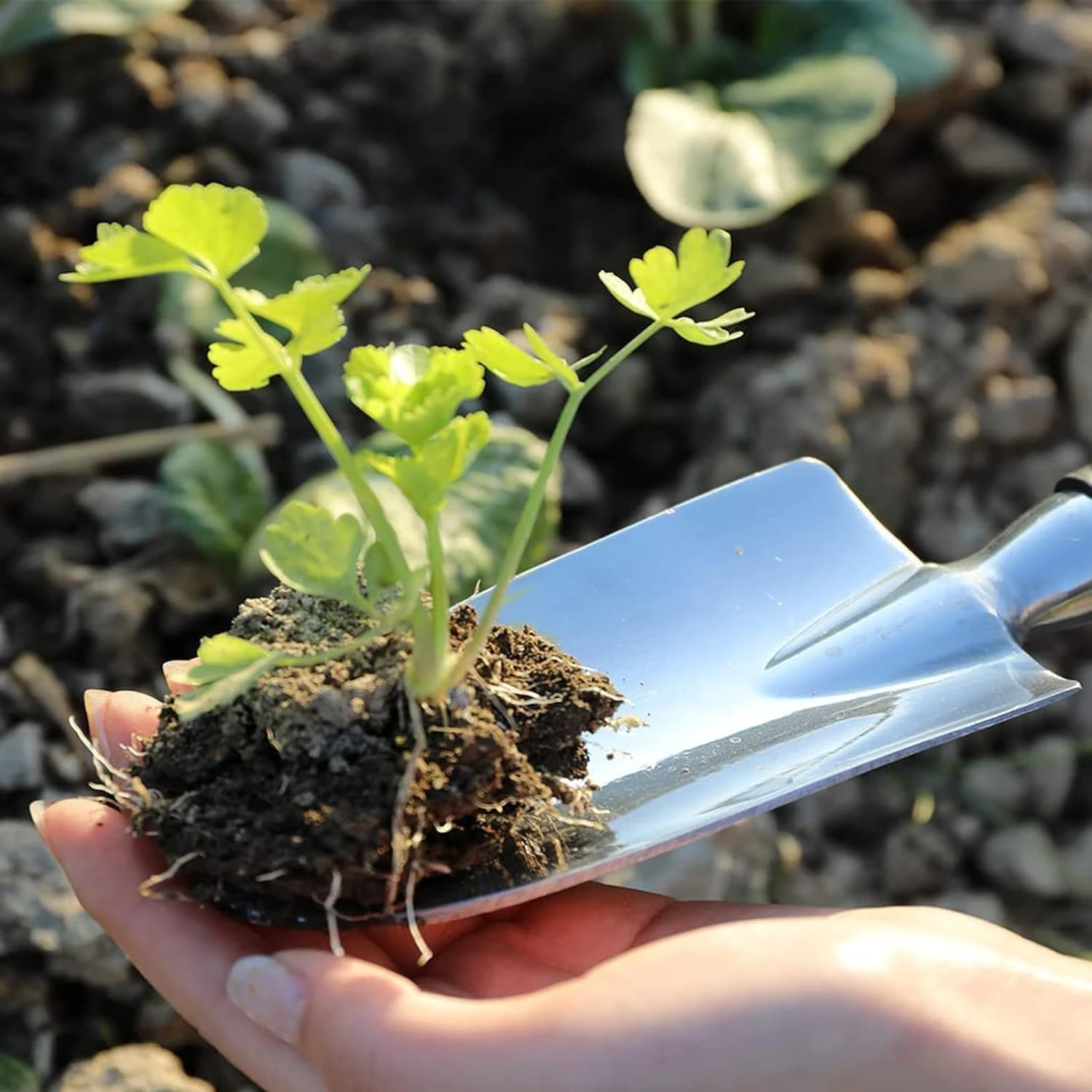 Guaranteed Satisfaction with High-Quality Premium Ol Set - Top-Quality Tools for Easier, More Enjoyable Gardening - Perfect for
Guaranteed Satisfaction with High-Quality Premium Ol Set - Top-Quality Tools for Easier, More Enjoyable Gardening - Perfect for
