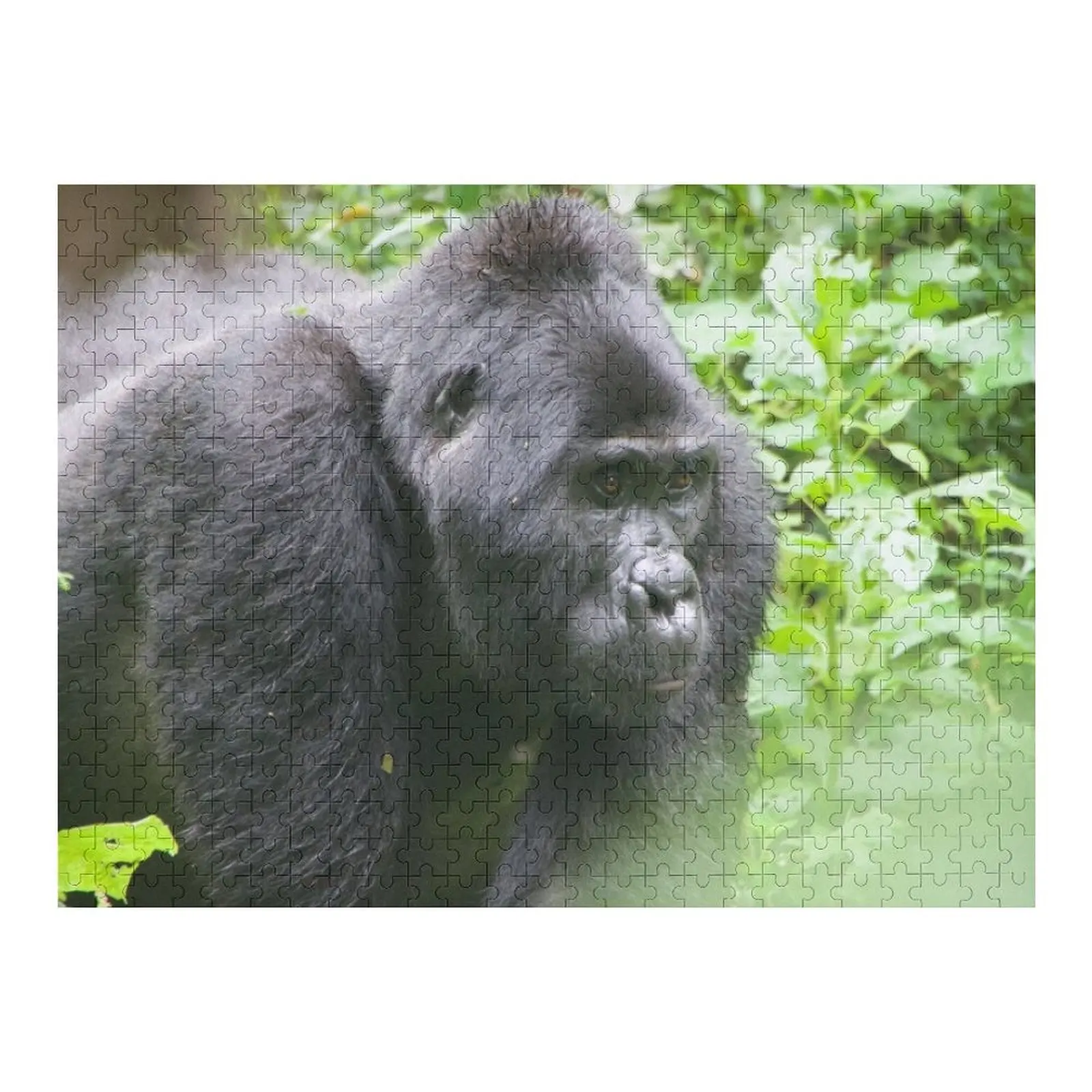 Male Silverback Gorilla in Uganda Jigsaw Puzzle With Photo Baby Wooden Personalized Photo Gift Animal Puzzle 
Male Silverback Gorilla in Uganda Jigsaw Puzzle With Photo Baby Wooden Personalized Photo Gift Animal Puzzle