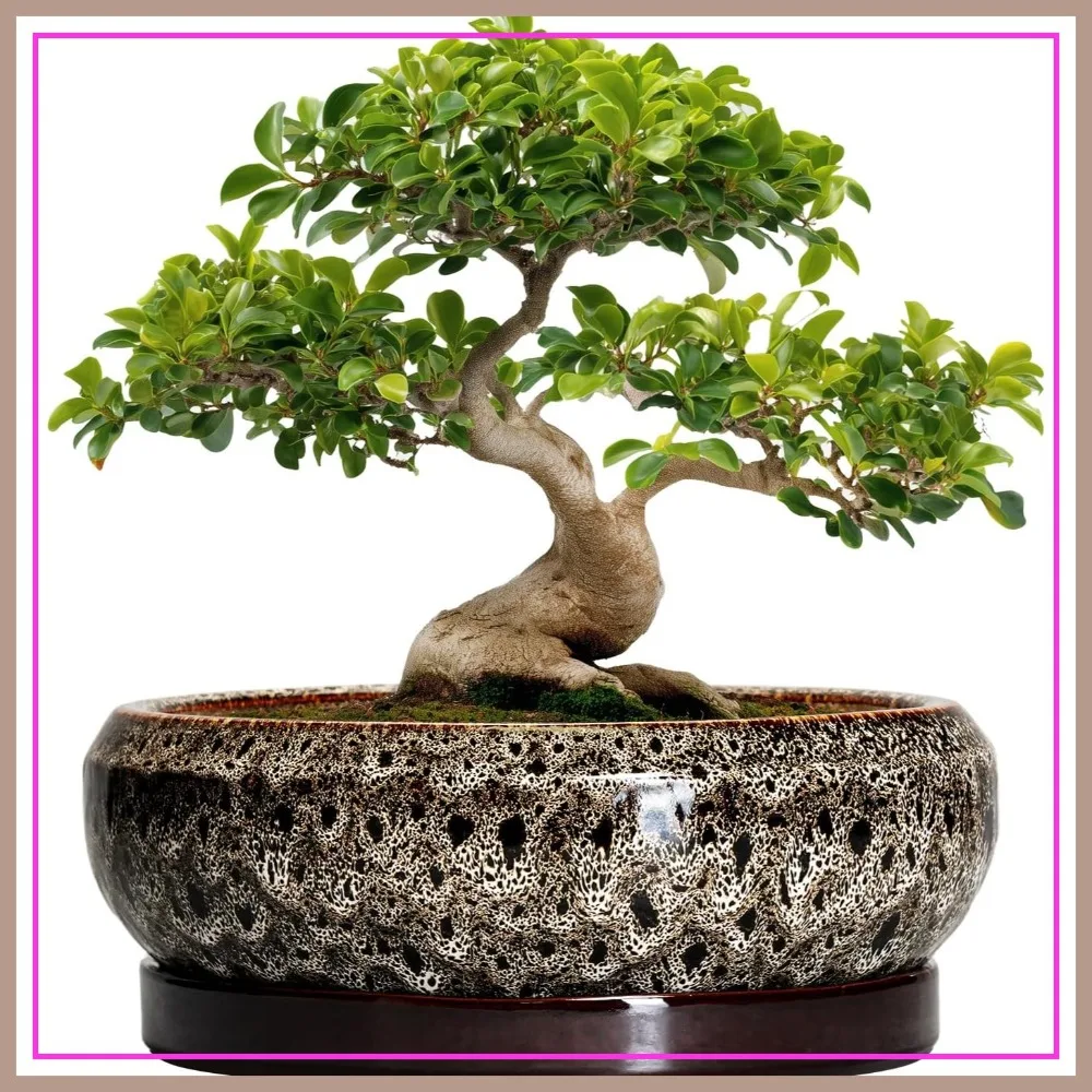 13 Inch Ceramic Bonsai Planter with Drainage & Tray, Shallow Succulent Pot, Round Bowl for Indoor/Outdoor, Housewarming Gift
13 Inch Ceramic Bonsai Planter with Drainage & Tray, Shallow Succulent Pot, Round Bowl for Indoor/Outdoor, Housewarming Gift