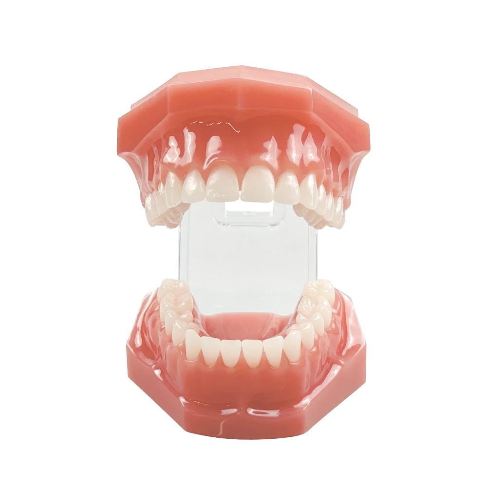 Standard Dental Model Teeth Teaching Model Dentistry Typodont Adult Teeth Model For Dentist Students Studying Patient Education
Standard Dental Model Teeth Teaching Model Dentistry Typodont Adult Teeth Model For Dentist Students Studying Patient Education