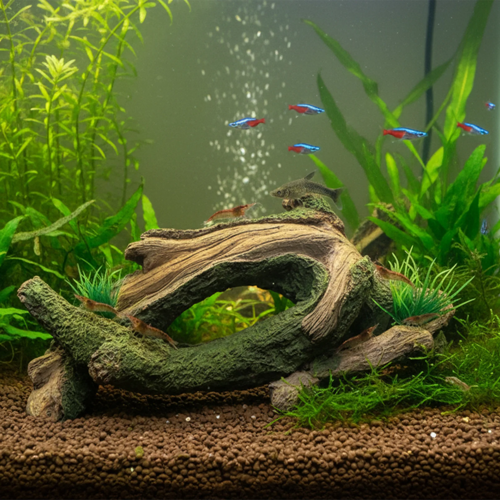 Aquarium Driftwoods Decor Tree Root Hideout for Fish and Shrimp Resting Spawning and Shelter Natural Durable and Corrosion
Aquarium Driftwoods Decor Tree Root Hideout for Fish and Shrimp Resting Spawning and Shelter Natural Durable and Corrosion