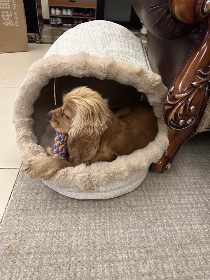 Washable Winter Dog Bed Enclosed Warm Pet House for Cats Dogs All Seasons
Washable Winter Dog Bed Enclosed Warm Pet House for Cats Dogs All Seasons