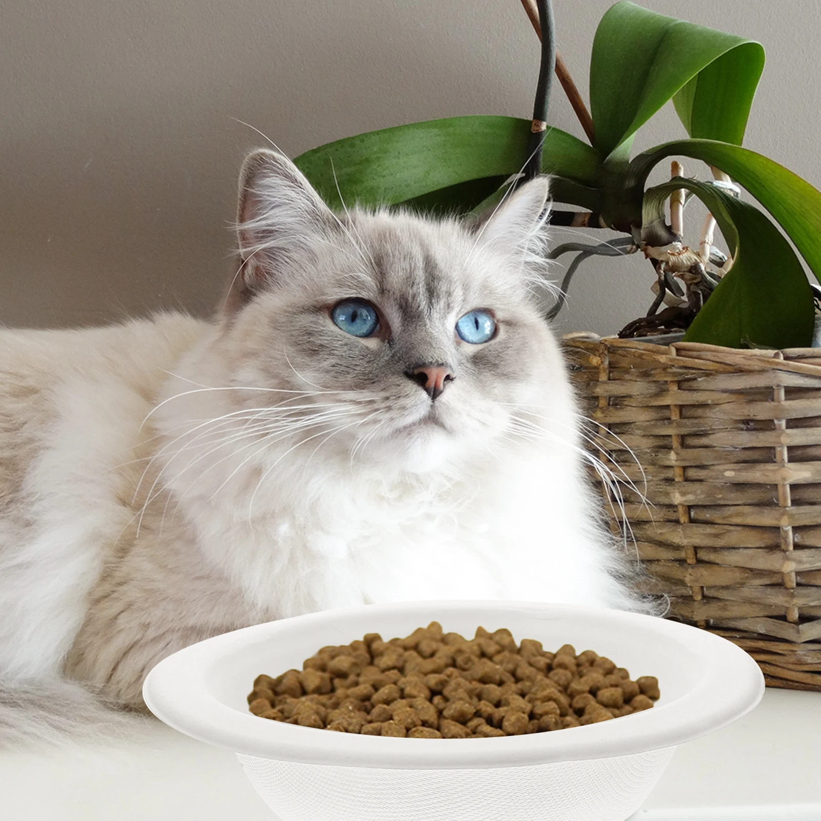 20pcs Cat Disposable Pet Food Bowls Paper Cat Bowls Kitten Water Dishes Indoor Replacement Feeding Utensils Safety Practical
20pcs Cat Disposable Pet Food Bowls Paper Cat Bowls Kitten Water Dishes Indoor Replacement Feeding Utensils Safety Practical