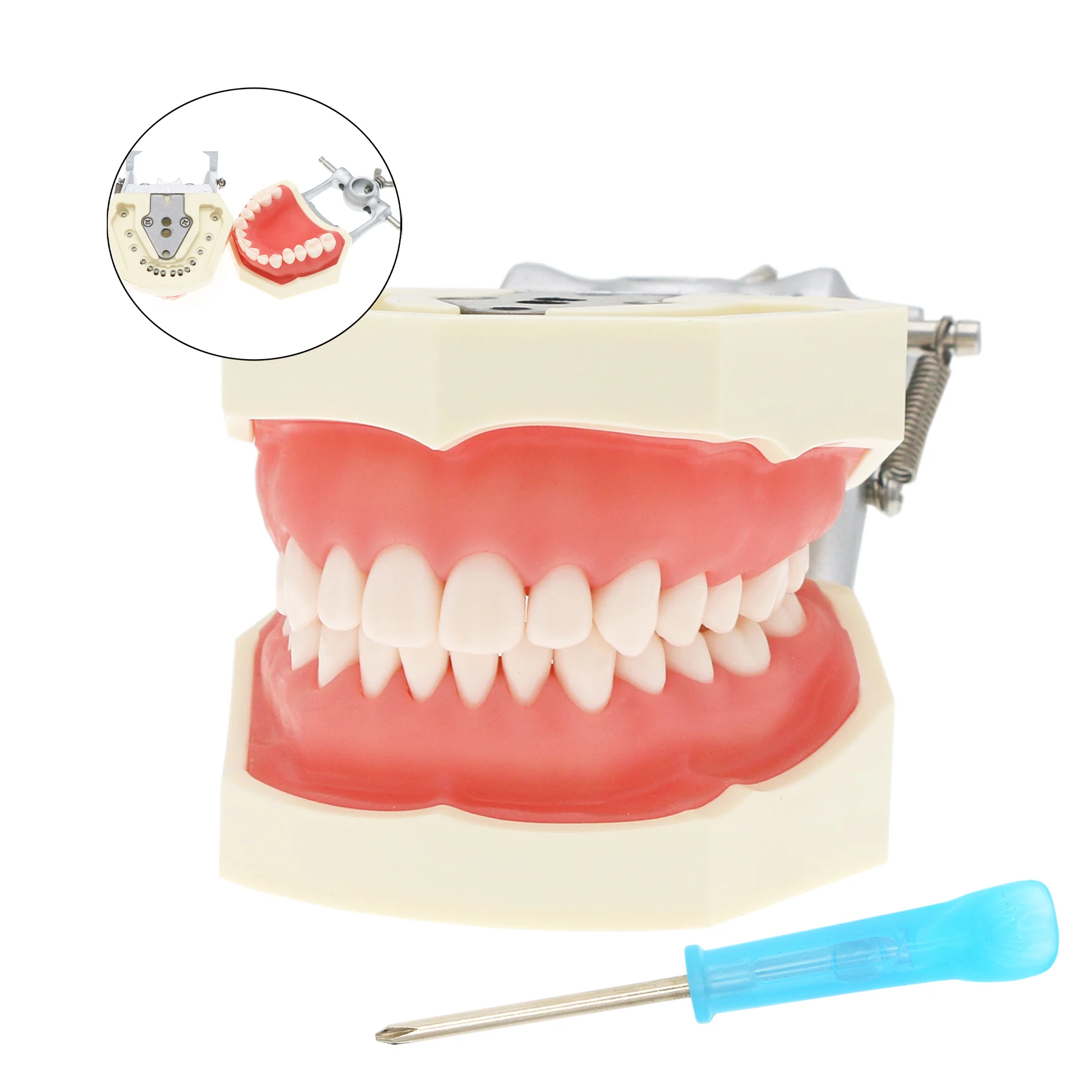 28Pcs Dental Typodont Teeth Model fits Compatible Kilgore NISSIN 200 Type Teeth Teeth M8011
28Pcs Dental Typodont Teeth Model fits Compatible Kilgore NISSIN 200 Type Teeth Teeth M8011