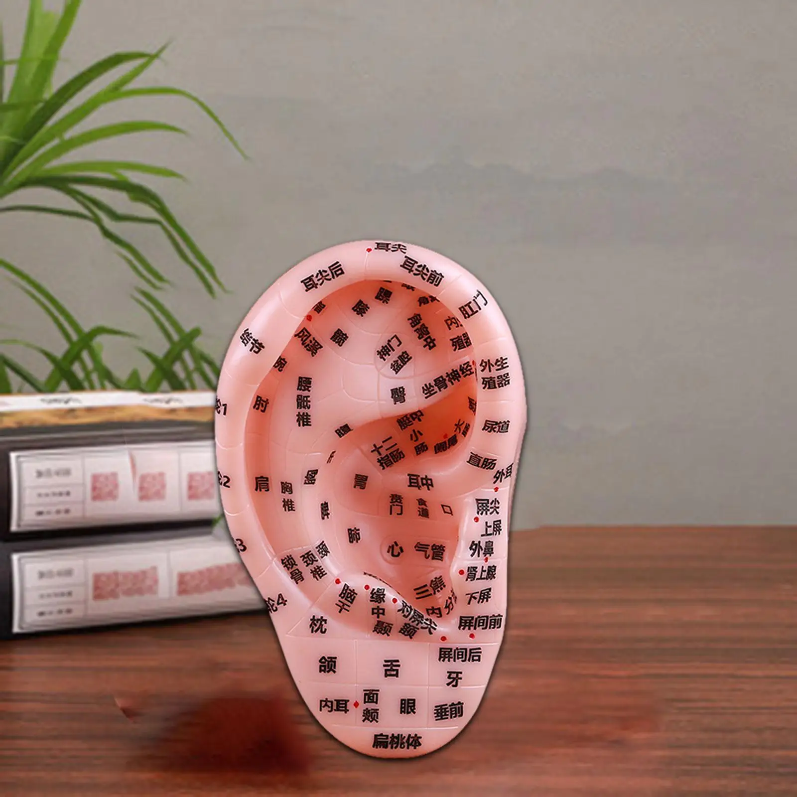 Human Ear Acupoint Simulation with Acupoint Points Auricular Acupoint Model for SPA Nursing Acupoint Practice Training Massaging
Human Ear Acupoint Simulation with Acupoint Points Auricular Acupoint Model for SPA Nursing Acupoint Practice Training Massaging