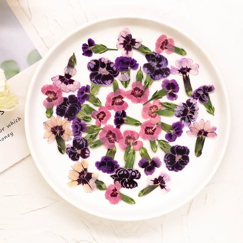 48Pcs Natural Carnation Small Flowers, Pressed Flowers, Dried Flowers for DIY Greeting Cards, Bookmark Resin Accessories, Scented Candle Materials, Pressed Flower Materials, Colorful Dried Flowers for Epoxy Resin
48Pcs Natural Carnation Small Flowers, Pressed Flowers, Dried Flowers for DIY Greeting Cards, Bookmark Resin Accessories, Scented Candle Materials, Pressed Flower Materials, Colorful Dried Flowers for Epoxy Resin