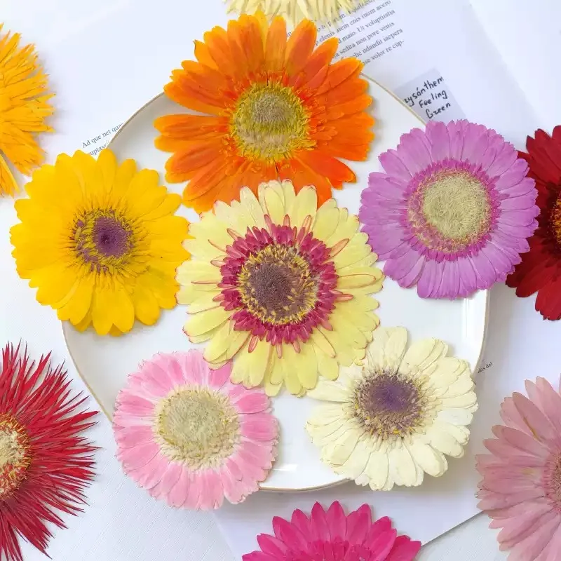 Pressed Fairy Garden Flowers, Gerbera With Different Size And Color 10Pcs per Lot
Pressed Fairy Garden Flowers, Gerbera With Different Size And Color 10Pcs per Lot
