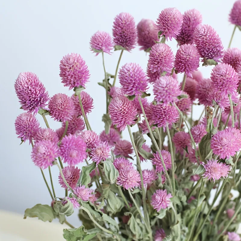Dried-Flowers Babys Breath Bouquet Natural Gomphrena Branches for Home Decor, Wedding, Table Decor, DIY Wreath Floral, Dry Flore
Dried-Flowers Babys Breath Bouquet Natural Gomphrena Branches for Home Decor, Wedding, Table Decor, DIY Wreath Floral, Dry Flore