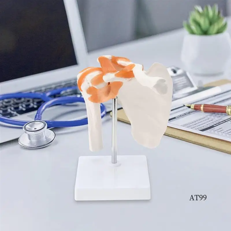 TA- Shoulder Anatomy Model With Functional Ligaments, Shoulder Joint Model For Teaching Display Model
TA- Shoulder Anatomy Model With Functional Ligaments, Shoulder Joint Model For Teaching Display Model
