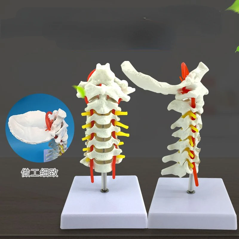 Teaching model of cervical spine with carotid artery, intervertebral disc, and nerves: human joint, cervical spine bone model
Teaching model of cervical spine with carotid artery, intervertebral disc, and nerves: human joint, cervical spine bone model