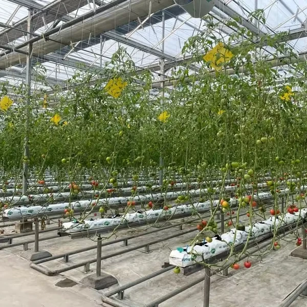 Customized greenhouseAutomatic Climate Control Multi-Span Agricultural Polycarbonate Greenhouse With Tomato Cucumber Pepper Grow
Customized greenhouseAutomatic Climate Control Multi-Span Agricultural Polycarbonate Greenhouse With Tomato Cucumber Pepper Grow